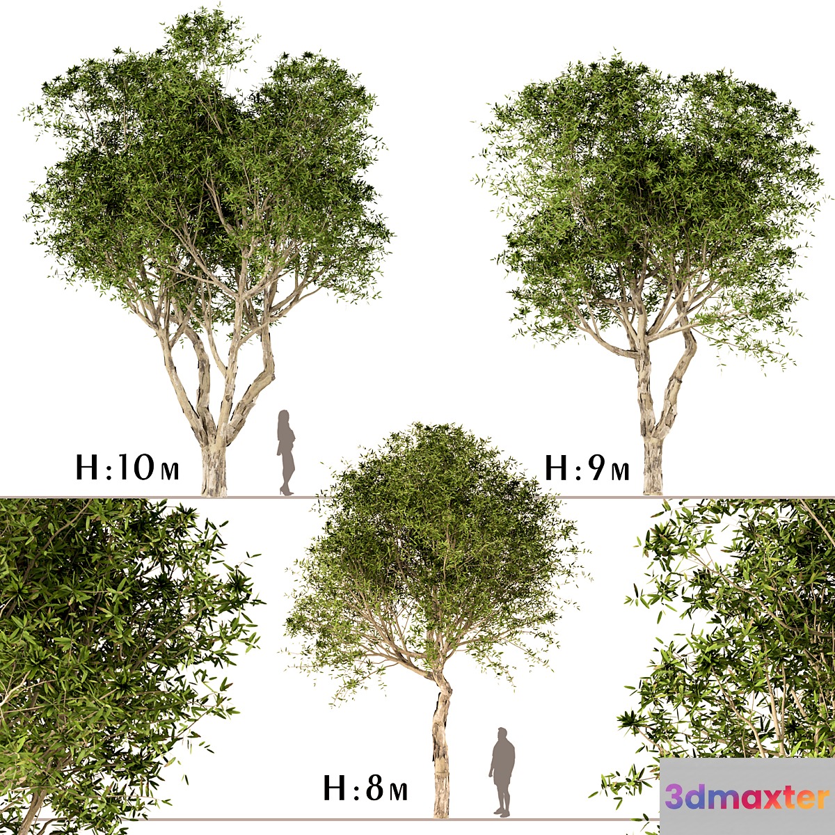 Set of Broad Leaved Paperbark Trees (Melaleuca Quinquenervia) (3 Trees) 3D Max