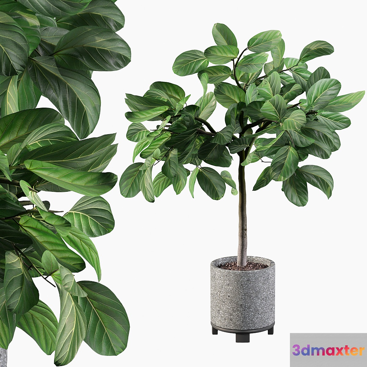 Plants collection 074 - ficus benghalensis 3D Max