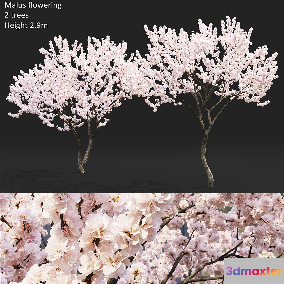 Malus flowering # 4 3D Max