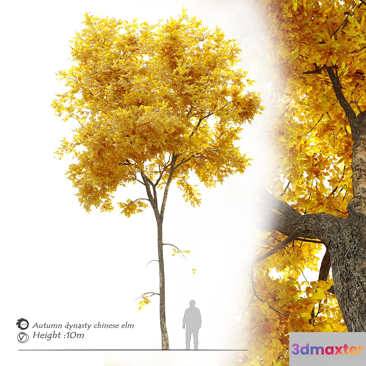Autumn Ulmus parvifolia dynasty (Dynasty chinese elm) - No.2