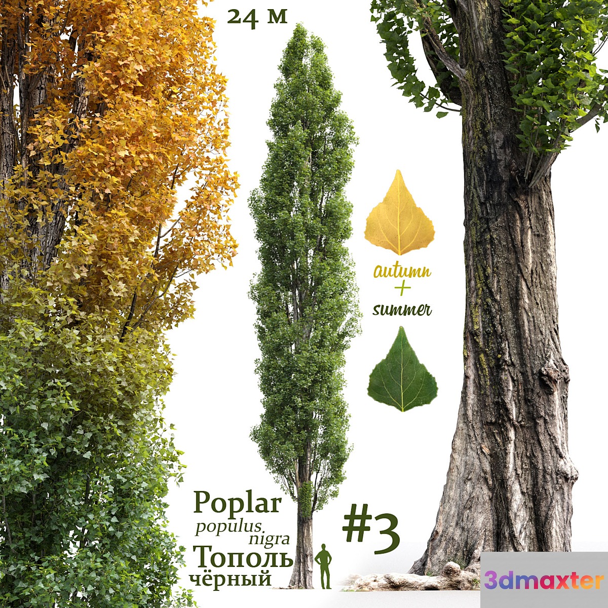 Poplar _ Populus nigra #3 - No.3