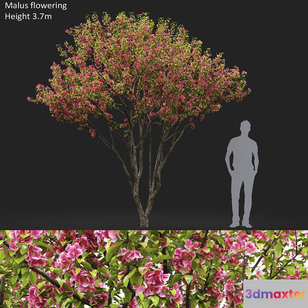 Malus flowering # 6 3D Max