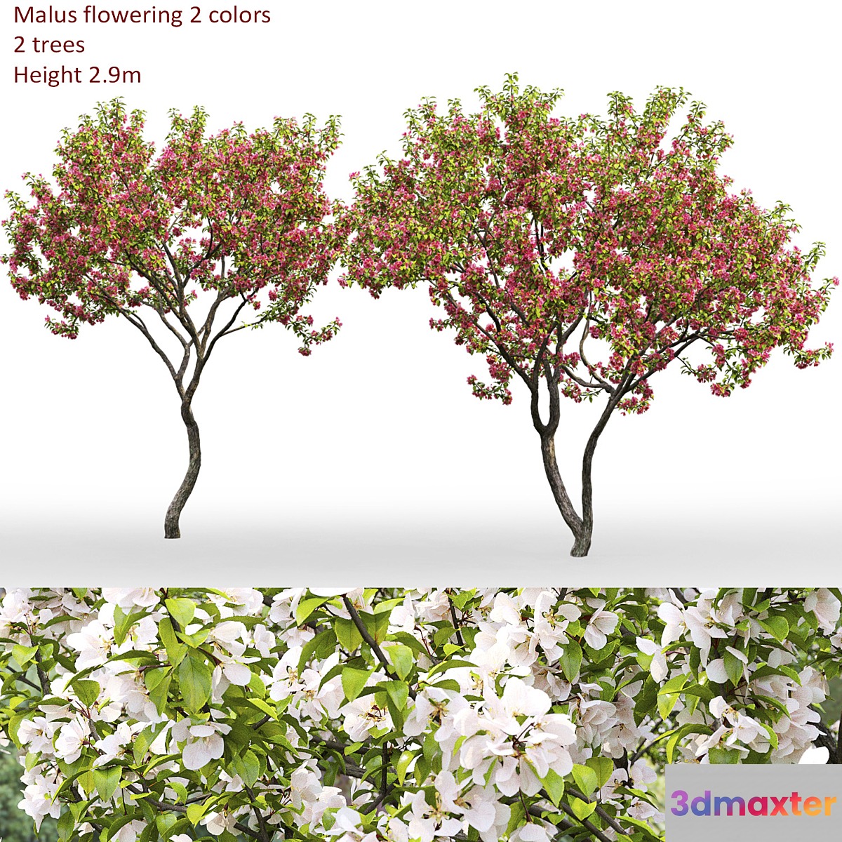Malus flowering # 7 - No.2