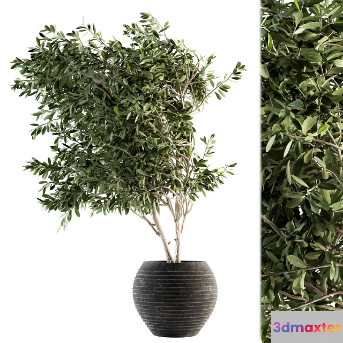 indoor Plant Set 87 - olive