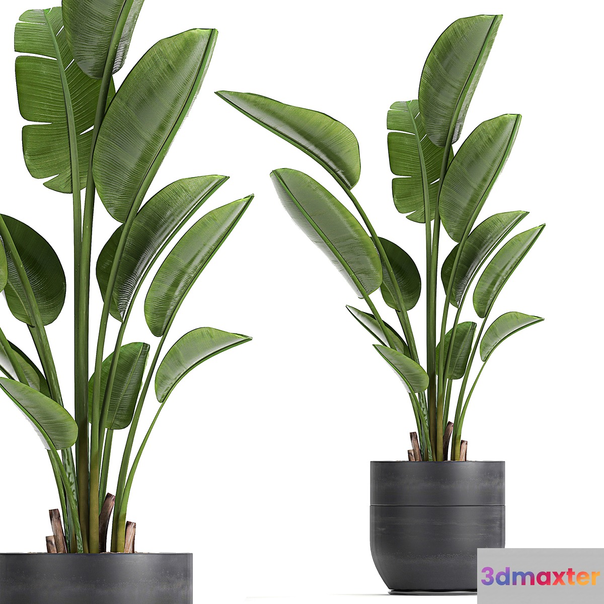 A beautiful small indoor banana palm in a black flower pot Strelitzia. Set 723.