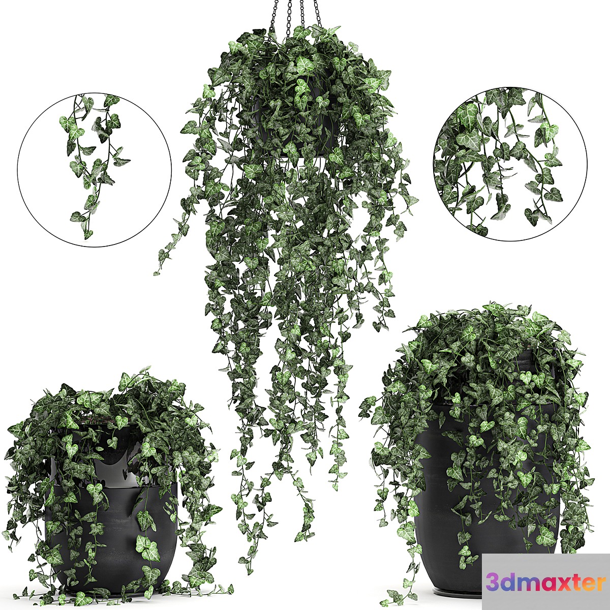 Collection of climbing and hanging plants in black pots ivy suspension. Set 725. - No.3
