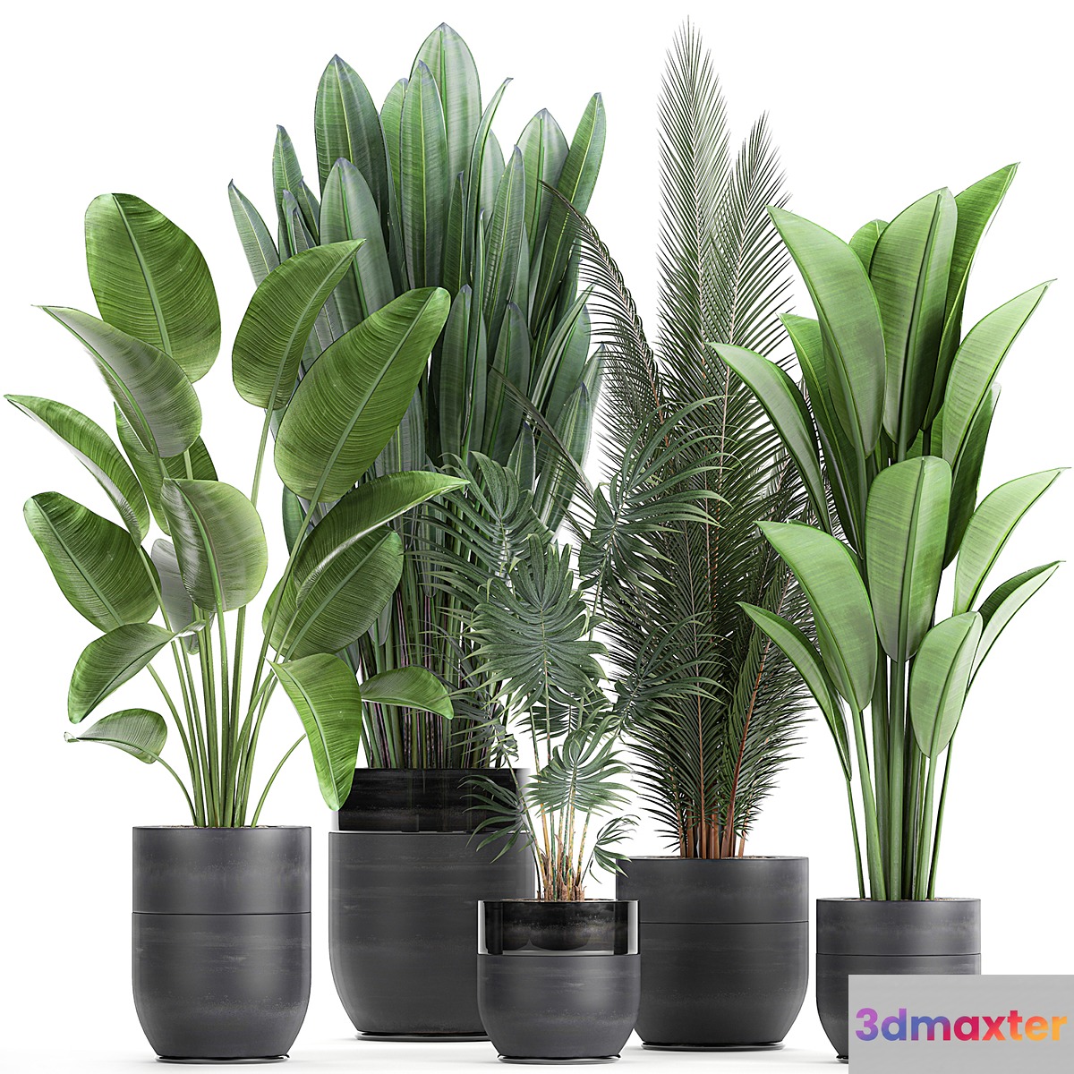 Collection of small plants in black pots with Strelitzia banana coconut palm hovea. Set 726.