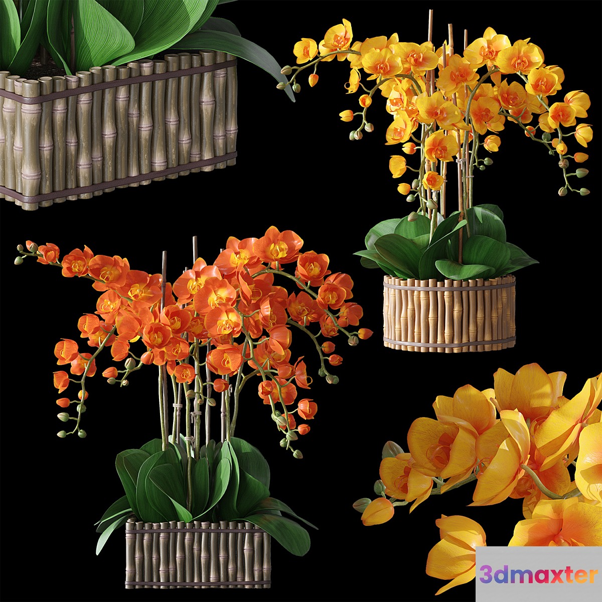 Orchids 3 3D Max
