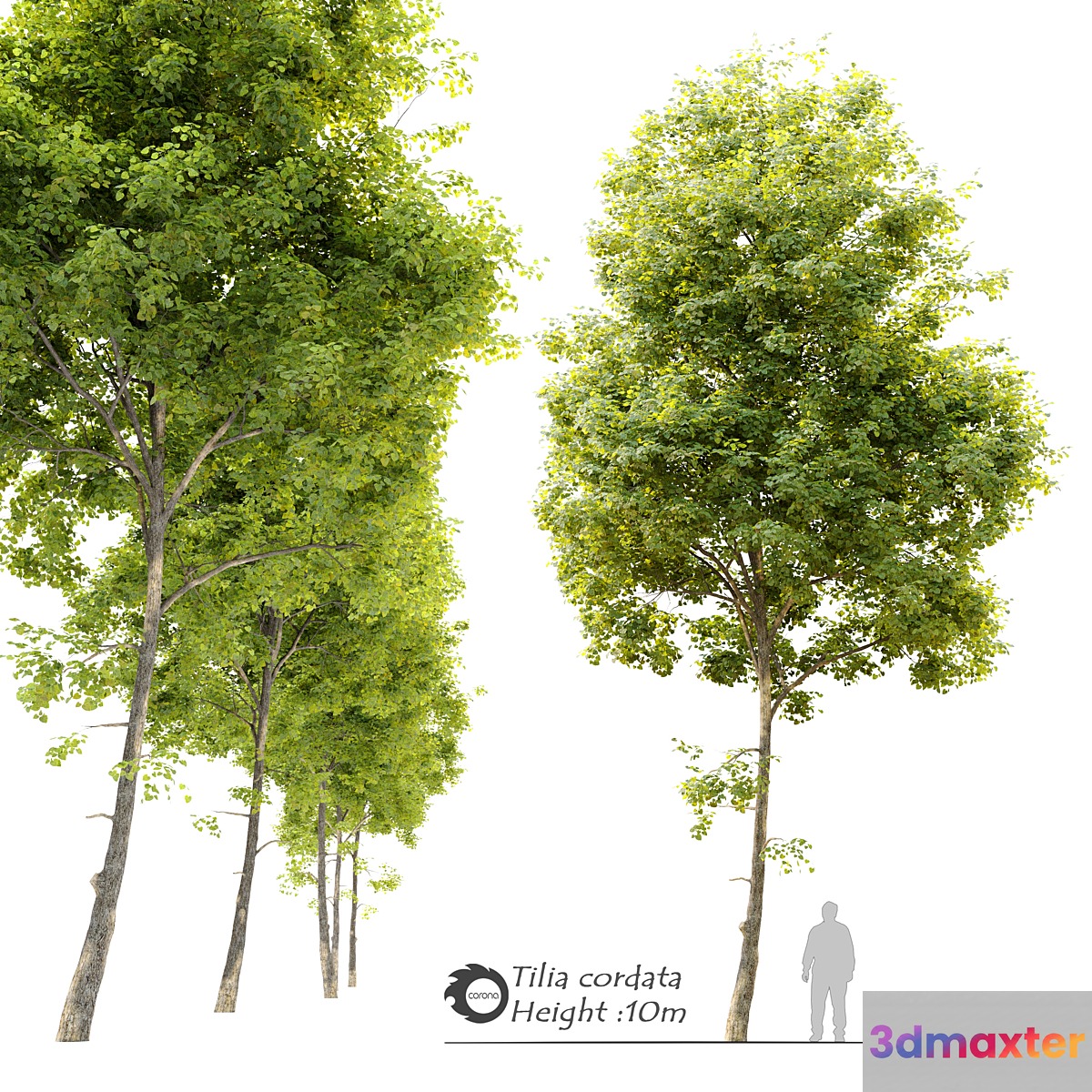 Tilia cordata (Linden) tree 3D Max