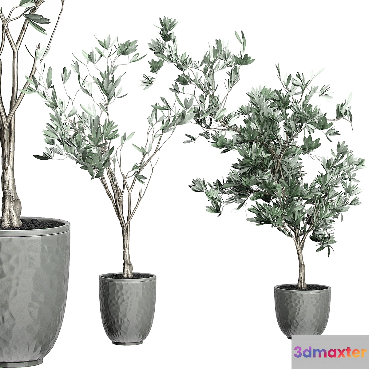 Flower Pack 122 - Olive Tree 3D Max