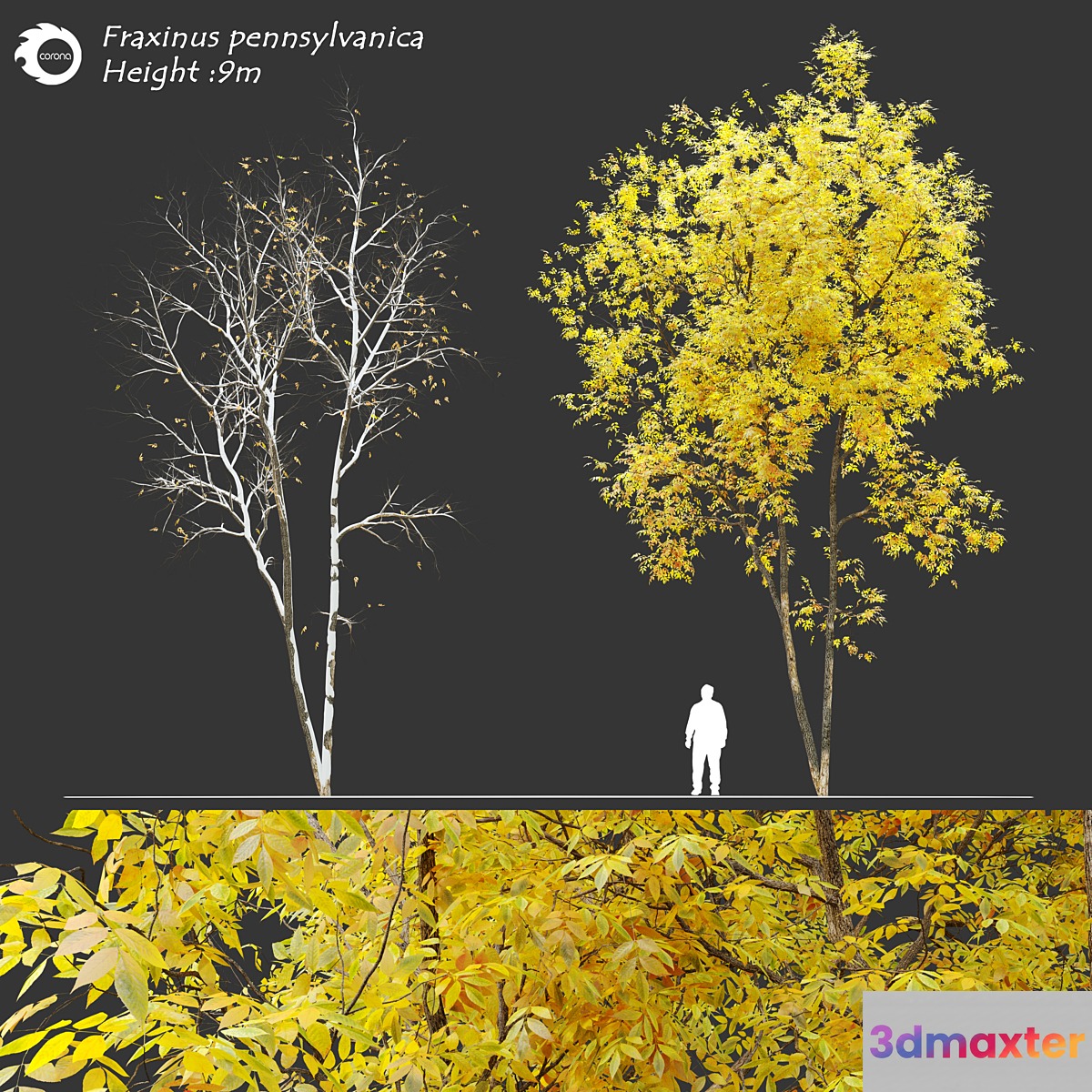 Fraxinus pennsylvanica (Ash tree) - No.3
