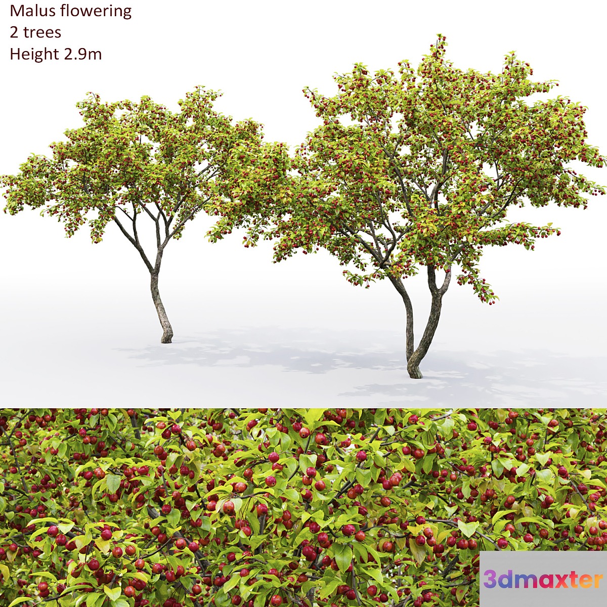 Malus  tree 3D Max