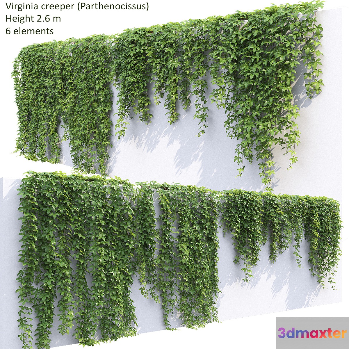 Virginia creeper 3D Max