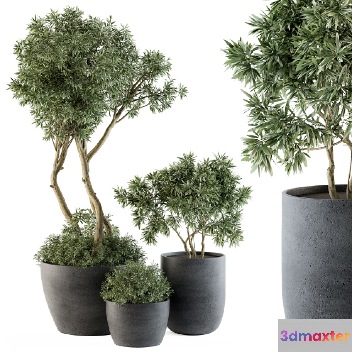 Outdoor Plants Tree in pot - Set 90 - No.2