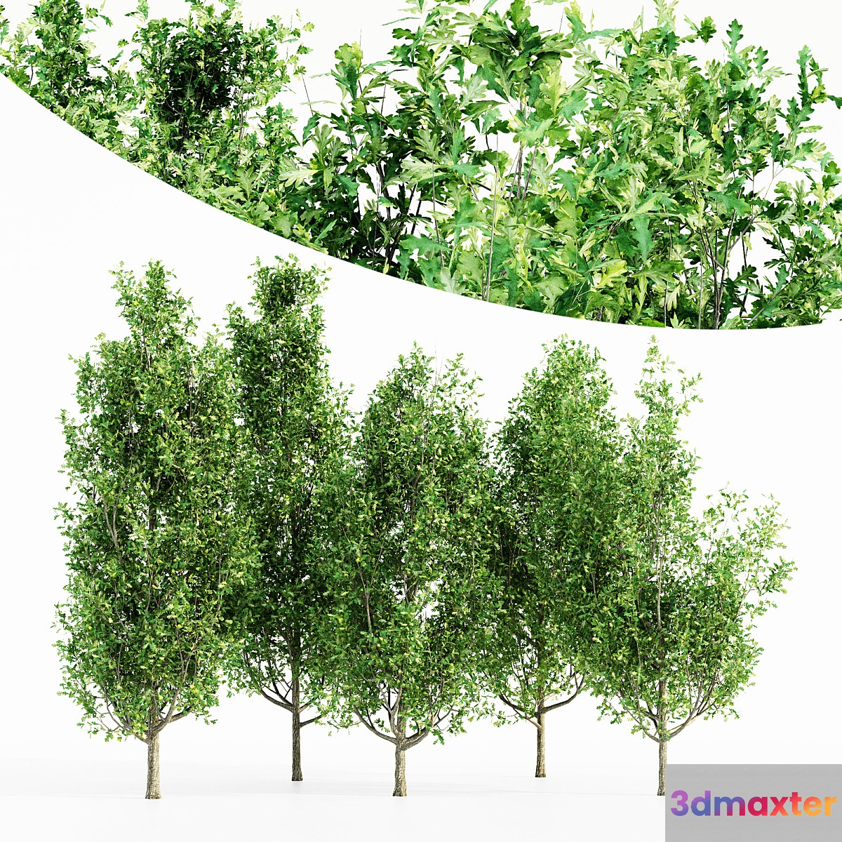 Cypress oak 5 tree 3D Max