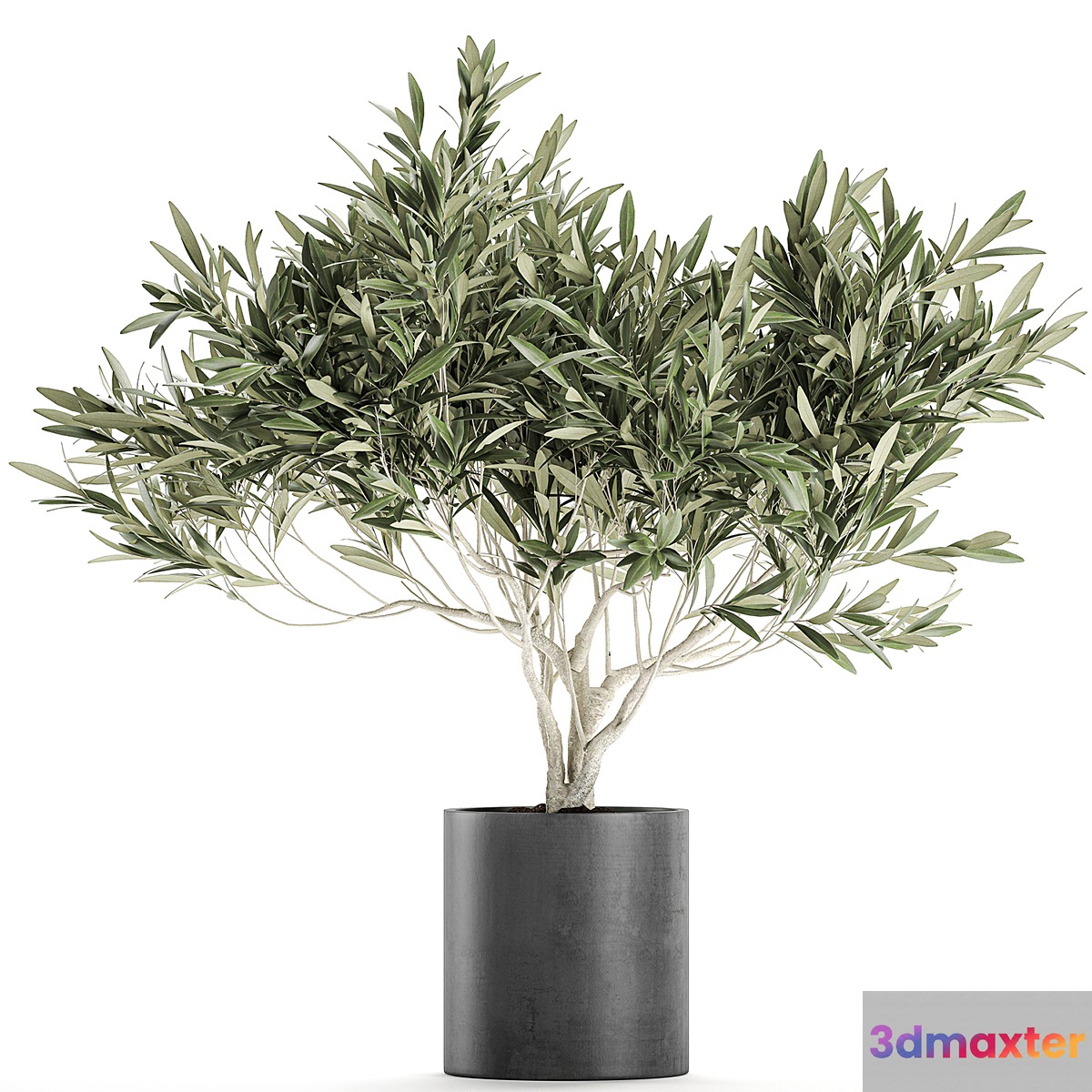 Decorative small olive tree in a black concrete pot topiary. Set 732.