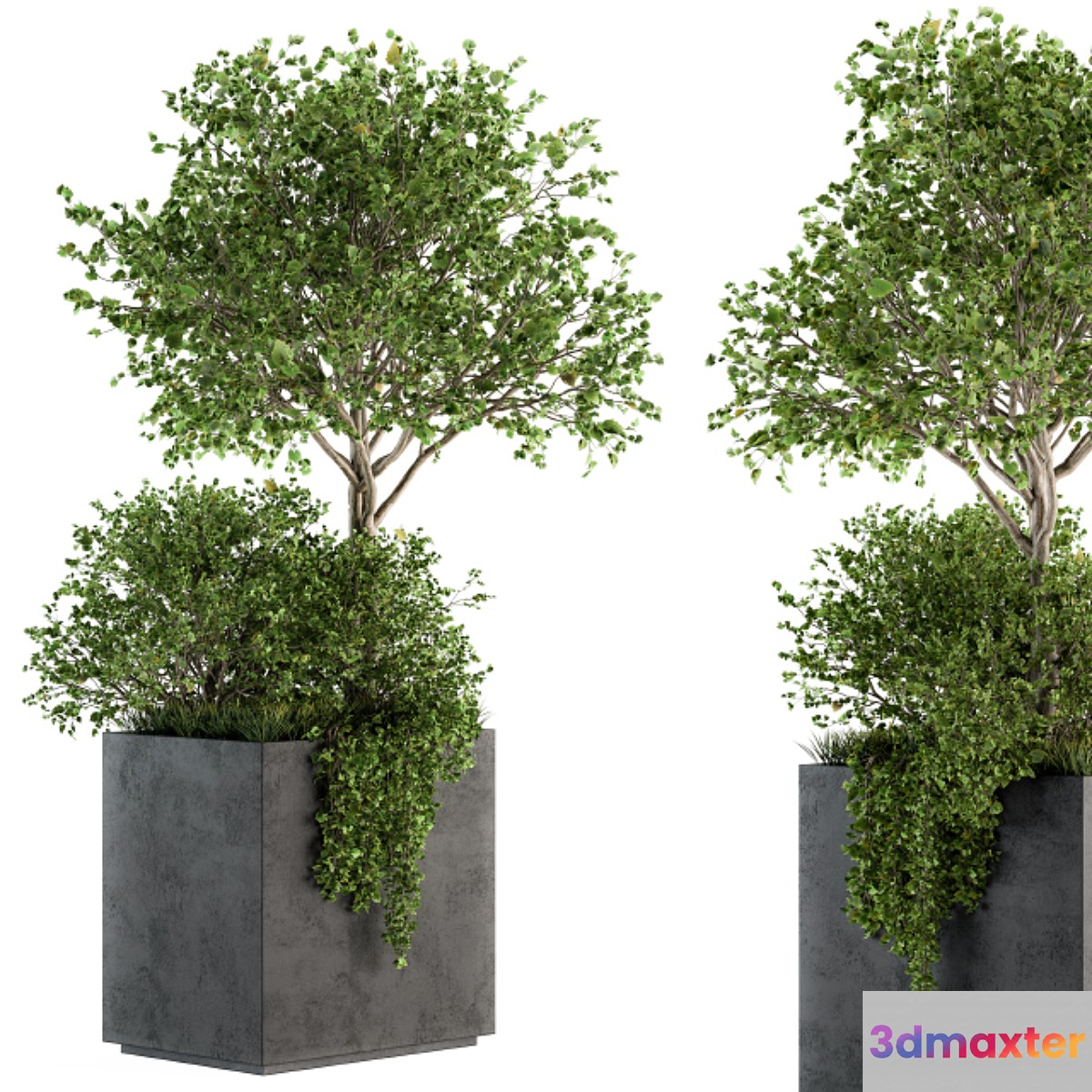 Outdoor Plants in Concrete Plant Box - Set 93 - No.3