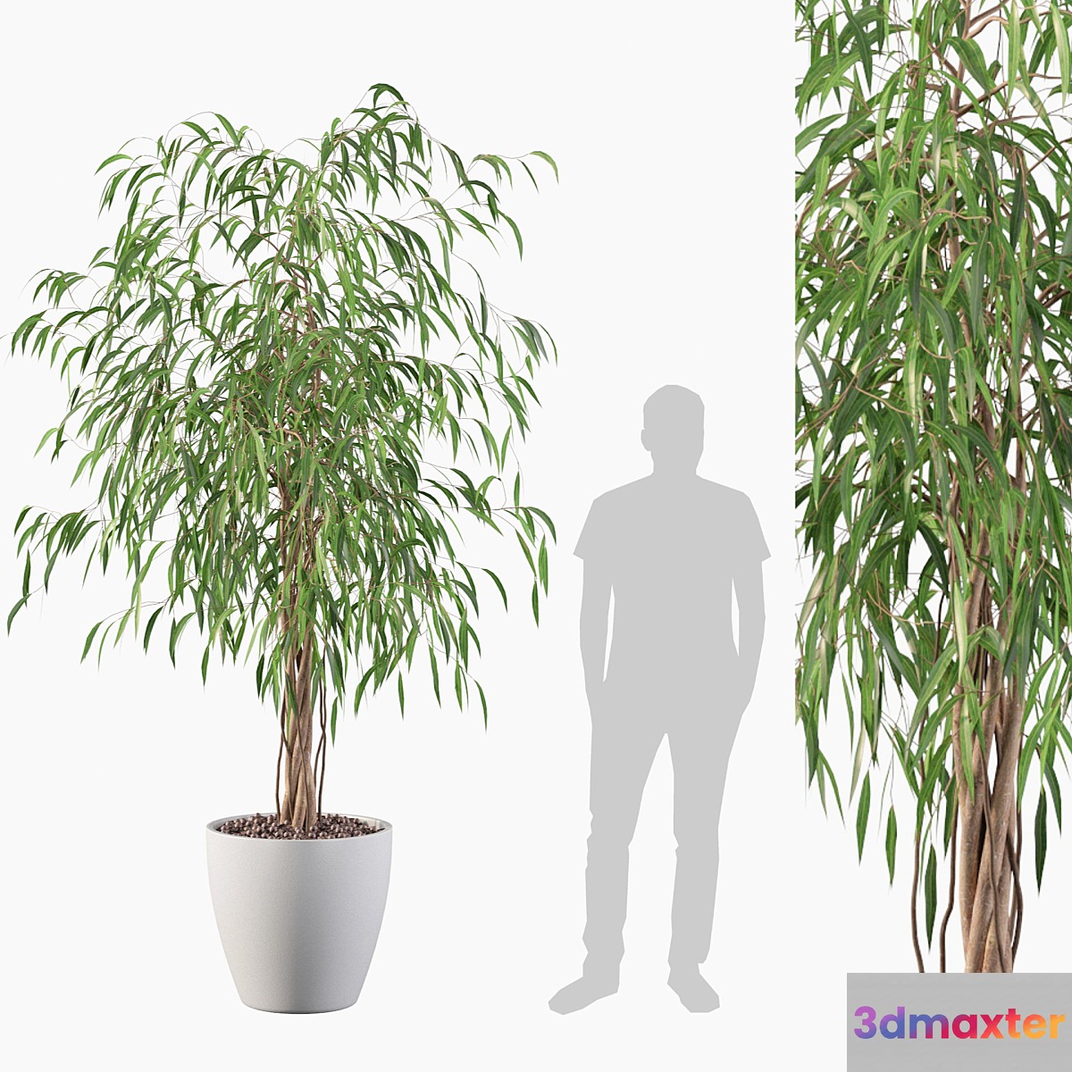 Plants collection 075 - ficus ali - No.3