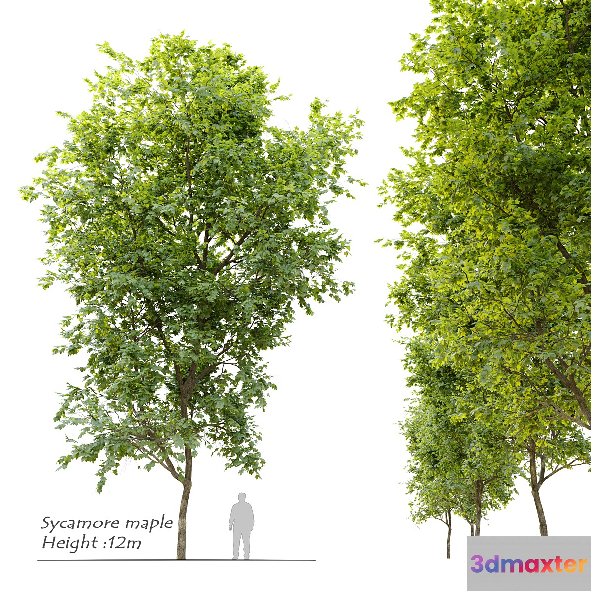 Sycamore maple 3D Max
