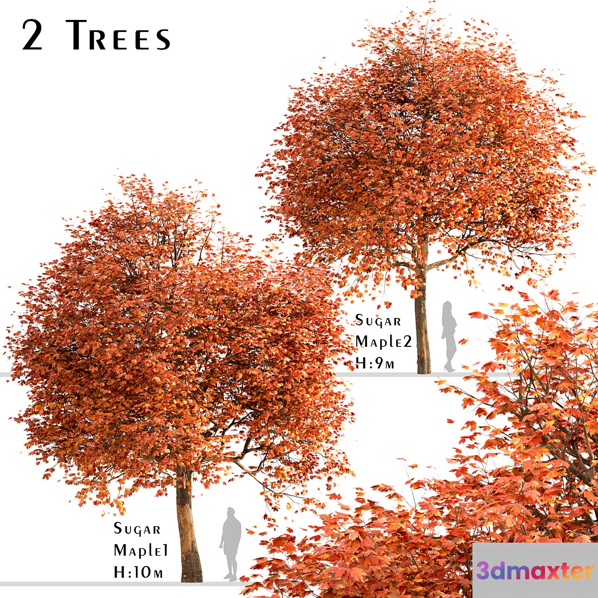 Set of Sugar Maple Trees (Acer Saccharum) (2 Trees)