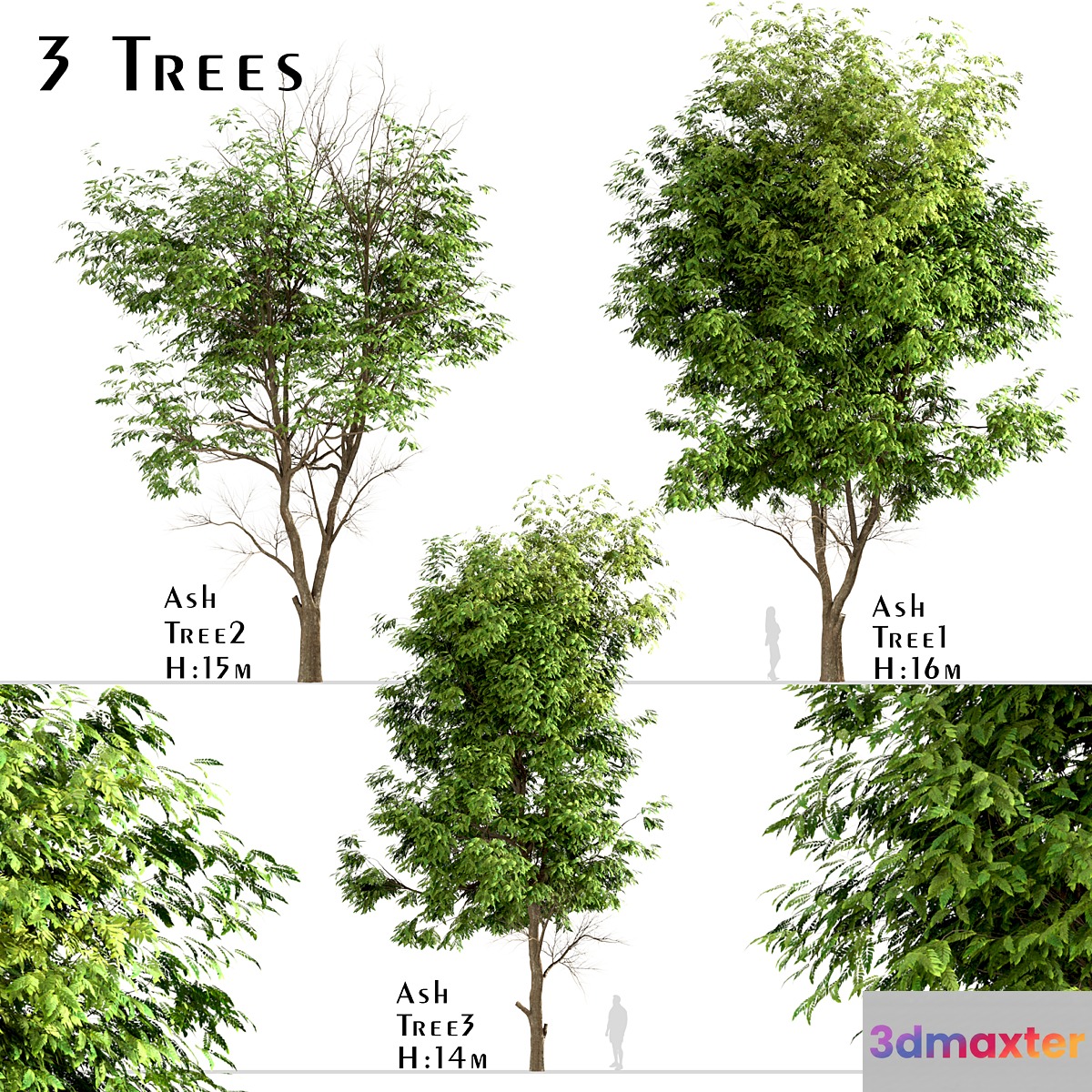Set of Ash Trees (Fraxinus) (3 Trees)