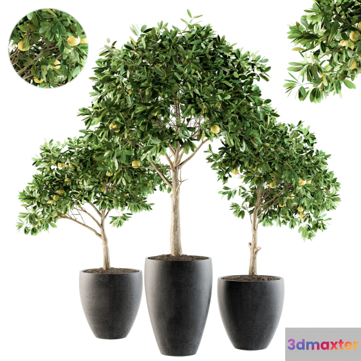 Outdoor Plants lemon tree - Set 97 3D Max