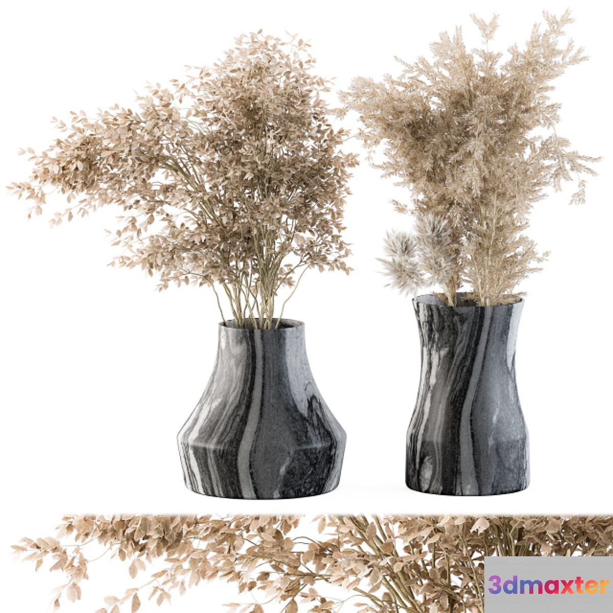 Dry plants 43 - Dried Plant Pampas