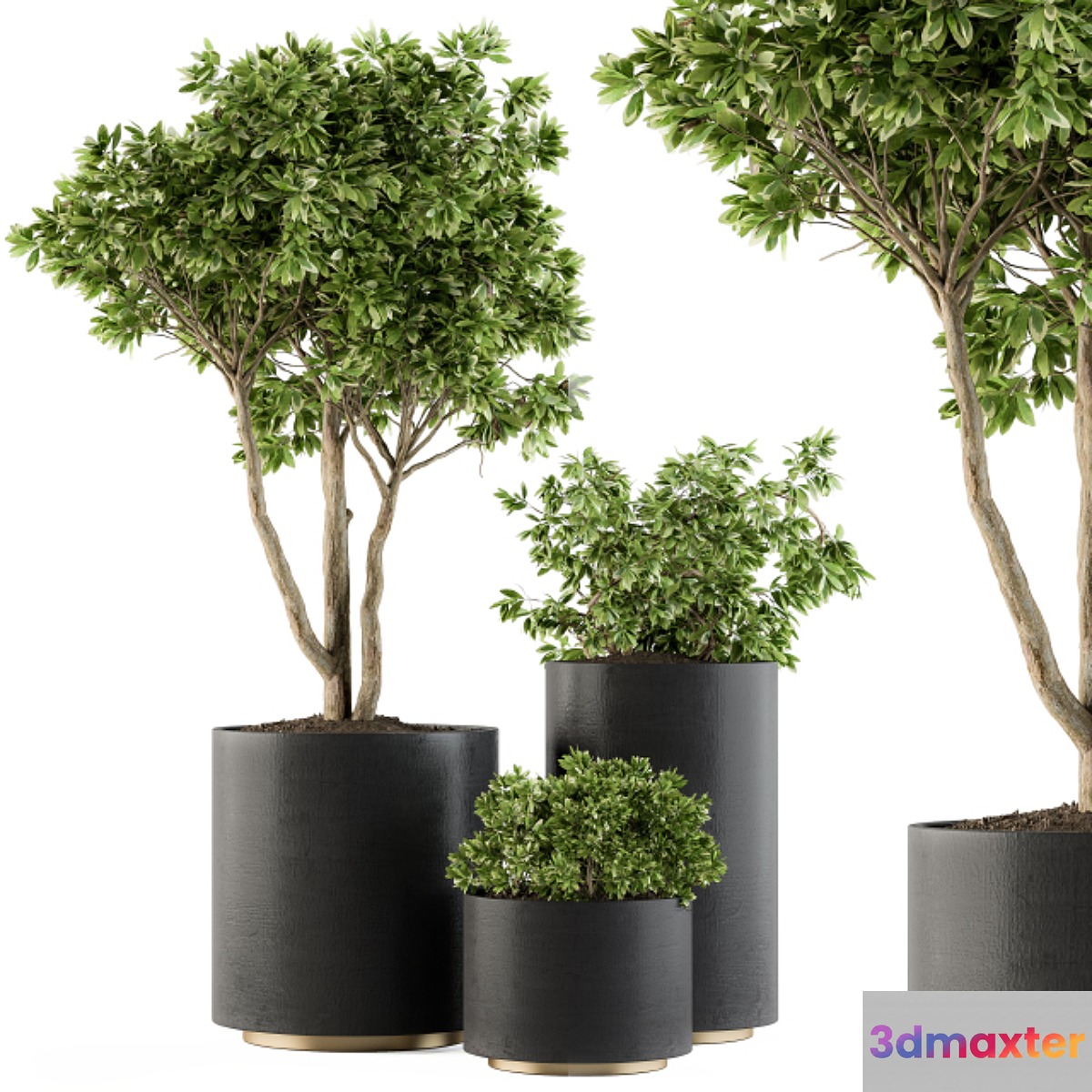 Outdoor Plants Tree in pot - Set 94 - No.2