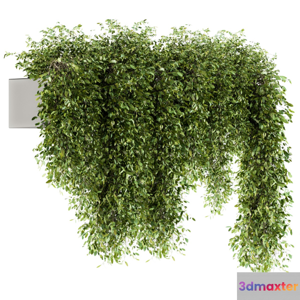 indoor Plant Set 98 - Hanging Plants 3D Max