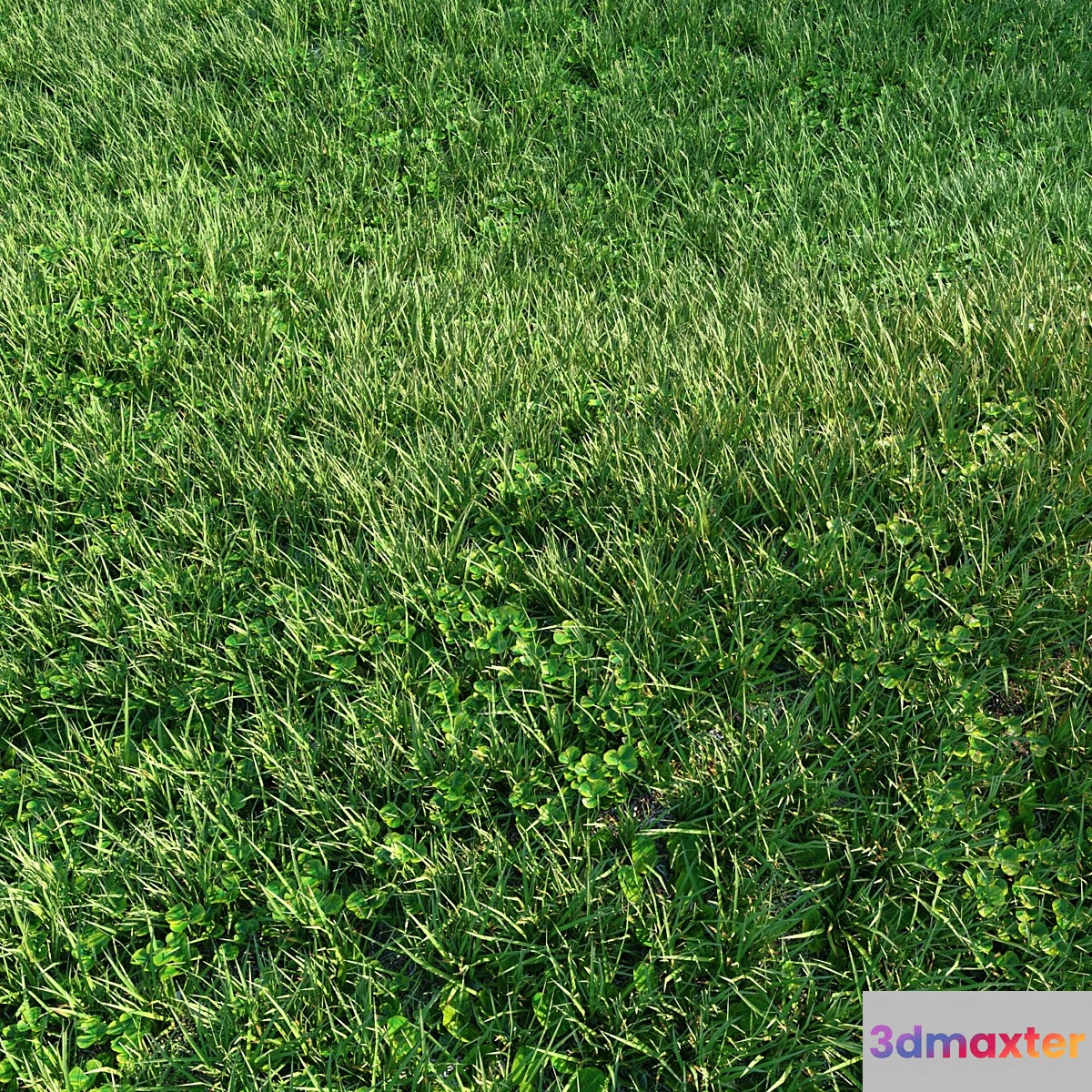 Grass 3D Max