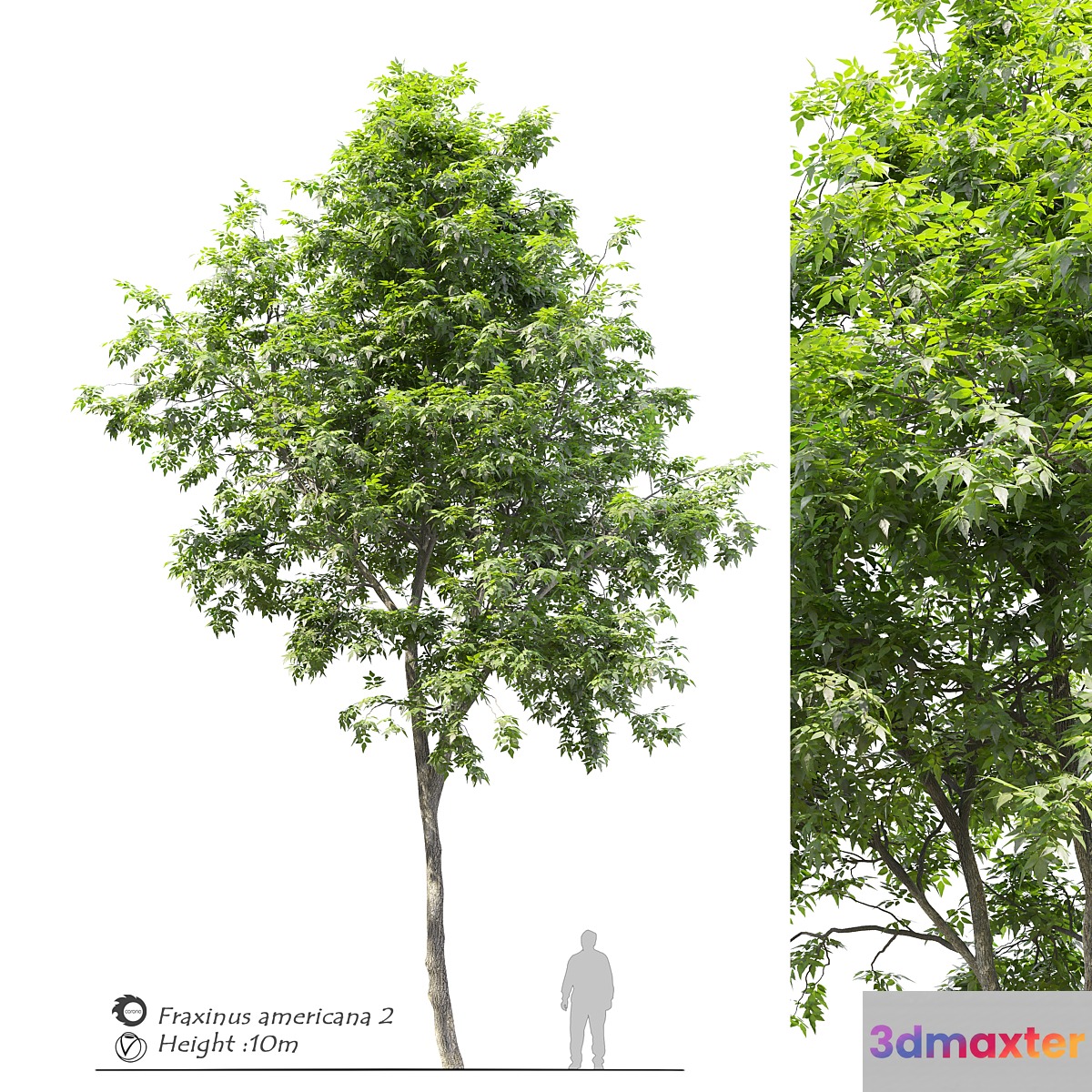 Fraxinus americana (White ash) 2 3D Max