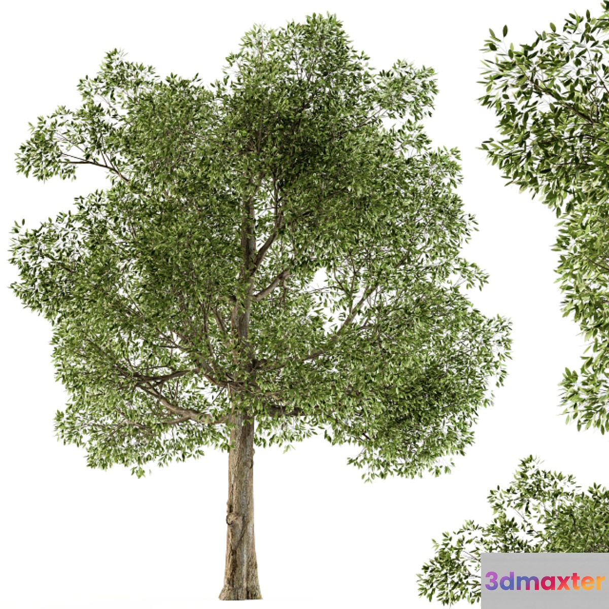 Tree Broadleaf - Set 21 3D Max