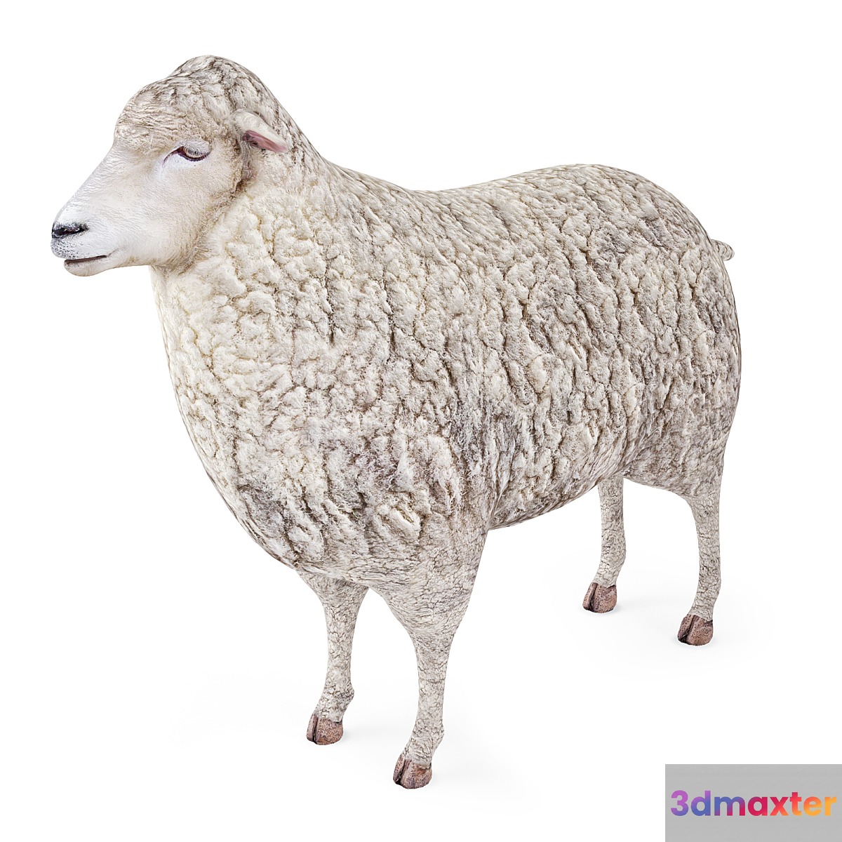 Sheep - No.2