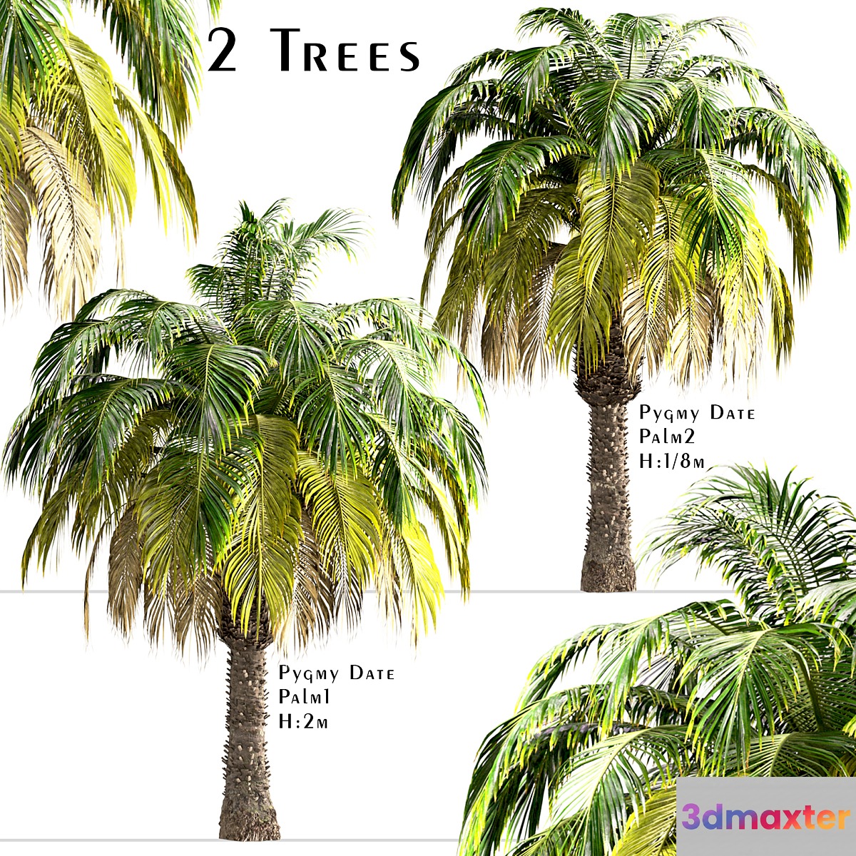 Set of Pygmy Date Palm Trees (Phoenix Roebelenii) (2 Trees) 3D Max