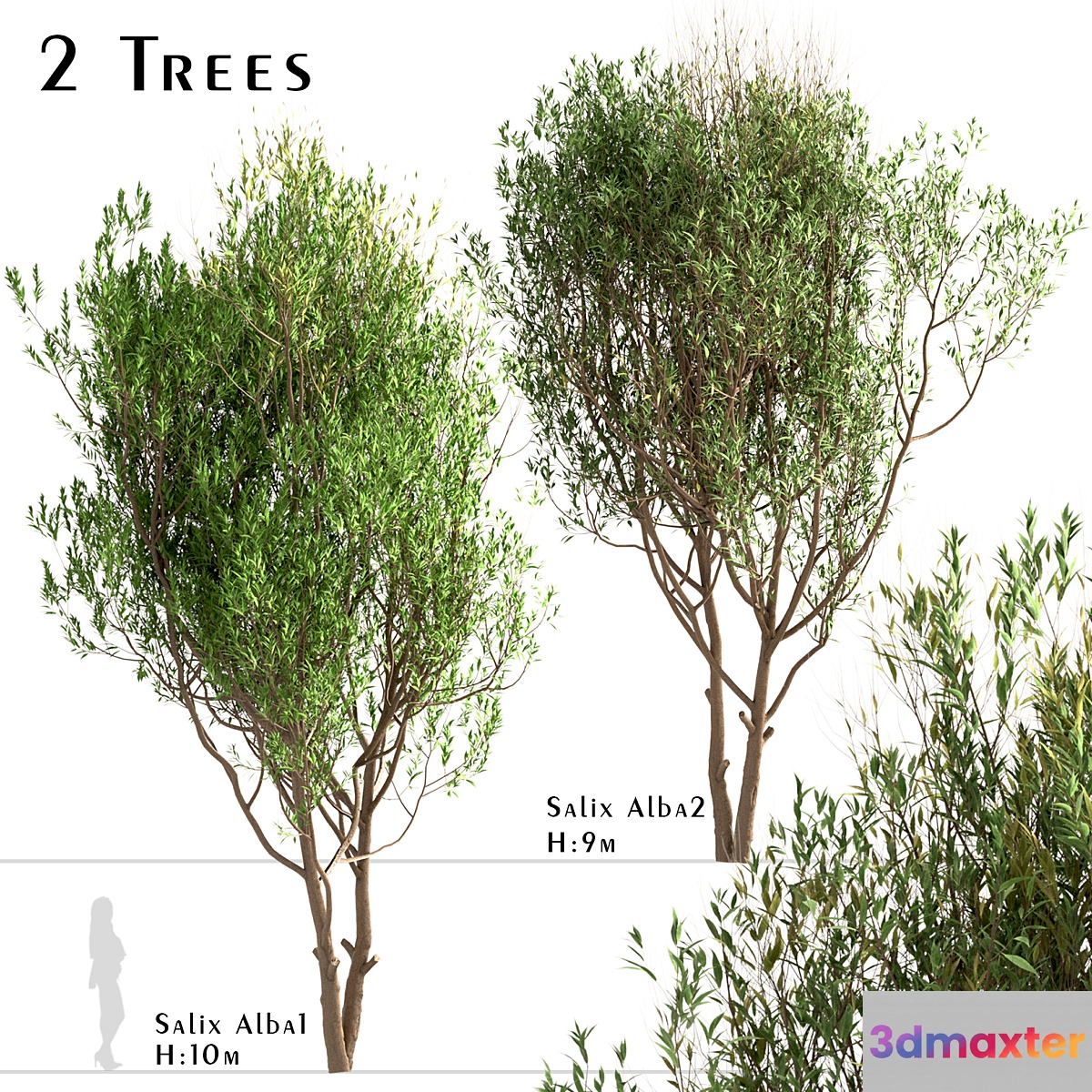 Set of Salix Alba Trees (White Willow) (2 Trees) 3D Max