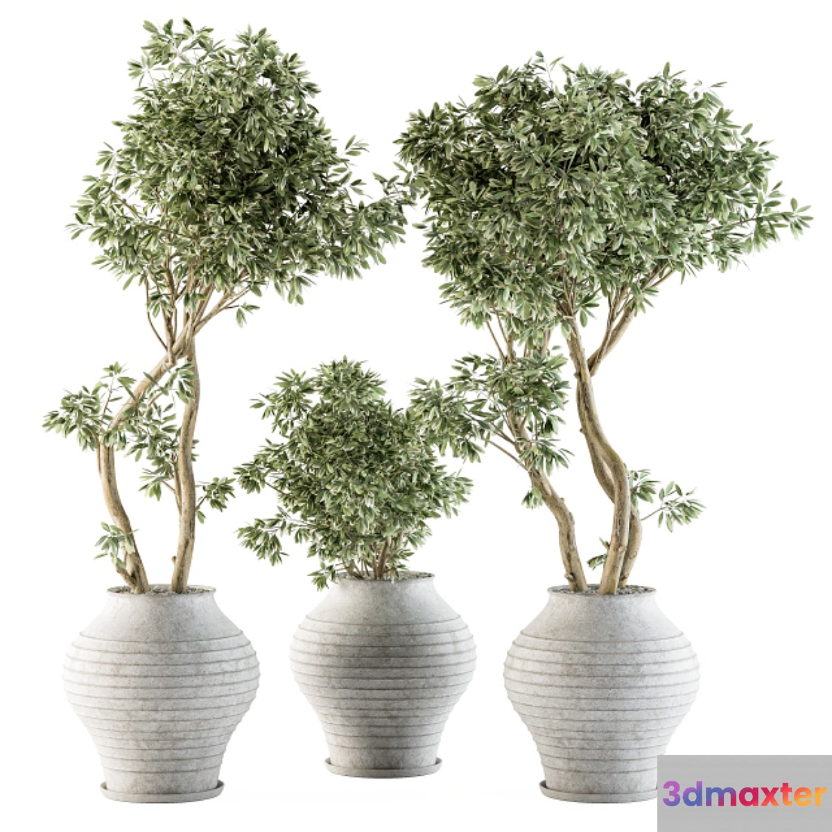 Outdoor Plants tree in Concrete Pot - Set 89 - No.3
