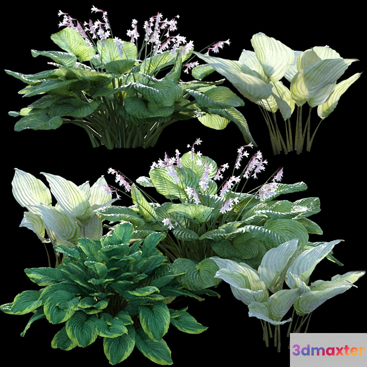 Hosta (funkia)