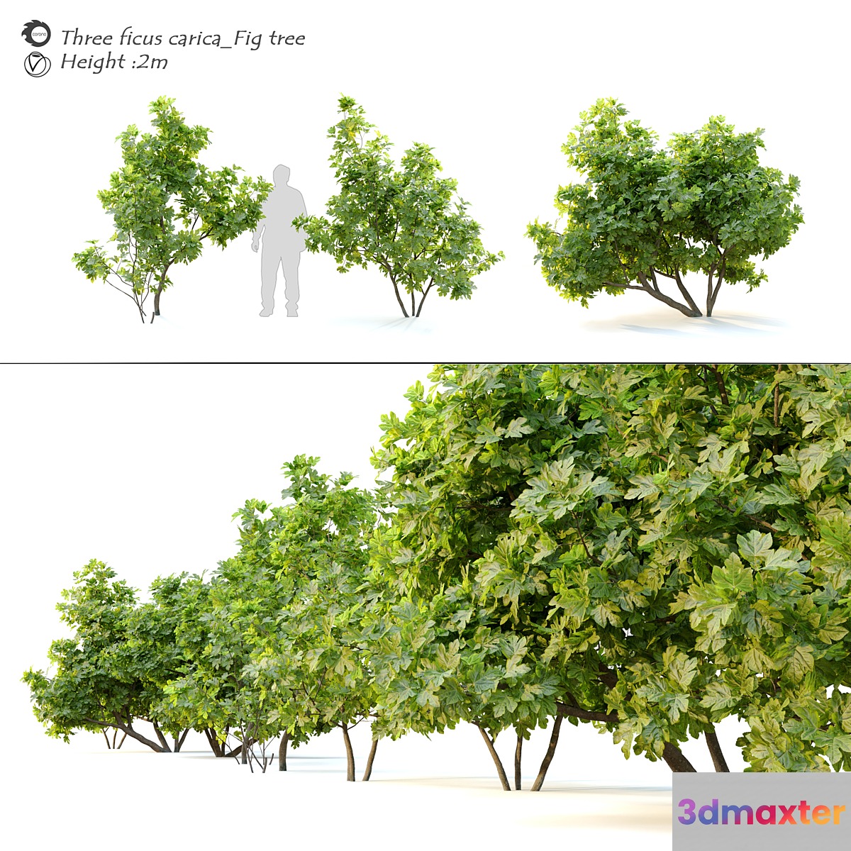 Ficus carica (fig tree) _2 3D Max