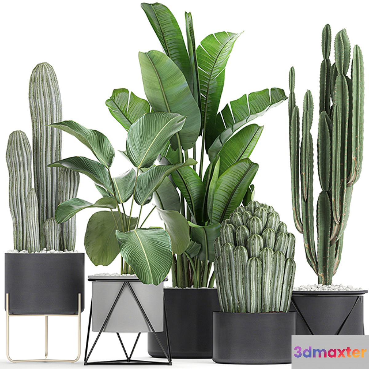 Collection of plants in pots on legs with Cacti and Strelitzia Banana palm Cereus. Set 747. - No.2