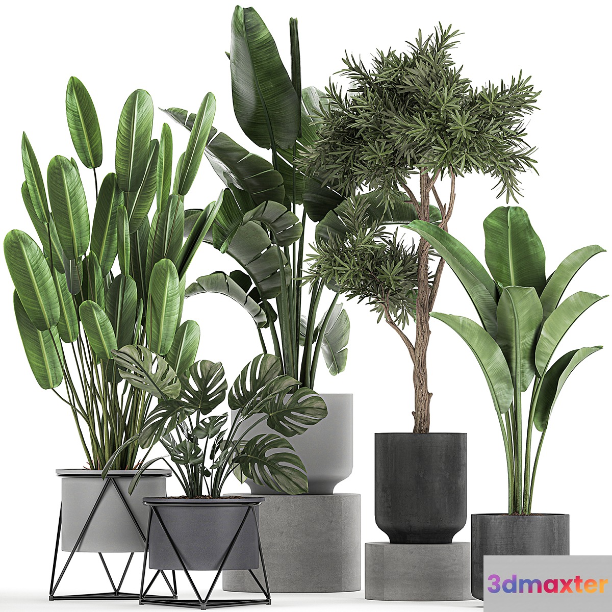 Collection of plants in pots on legs with Strelitzia monstera Banana palm tree. Set 749. - No.2