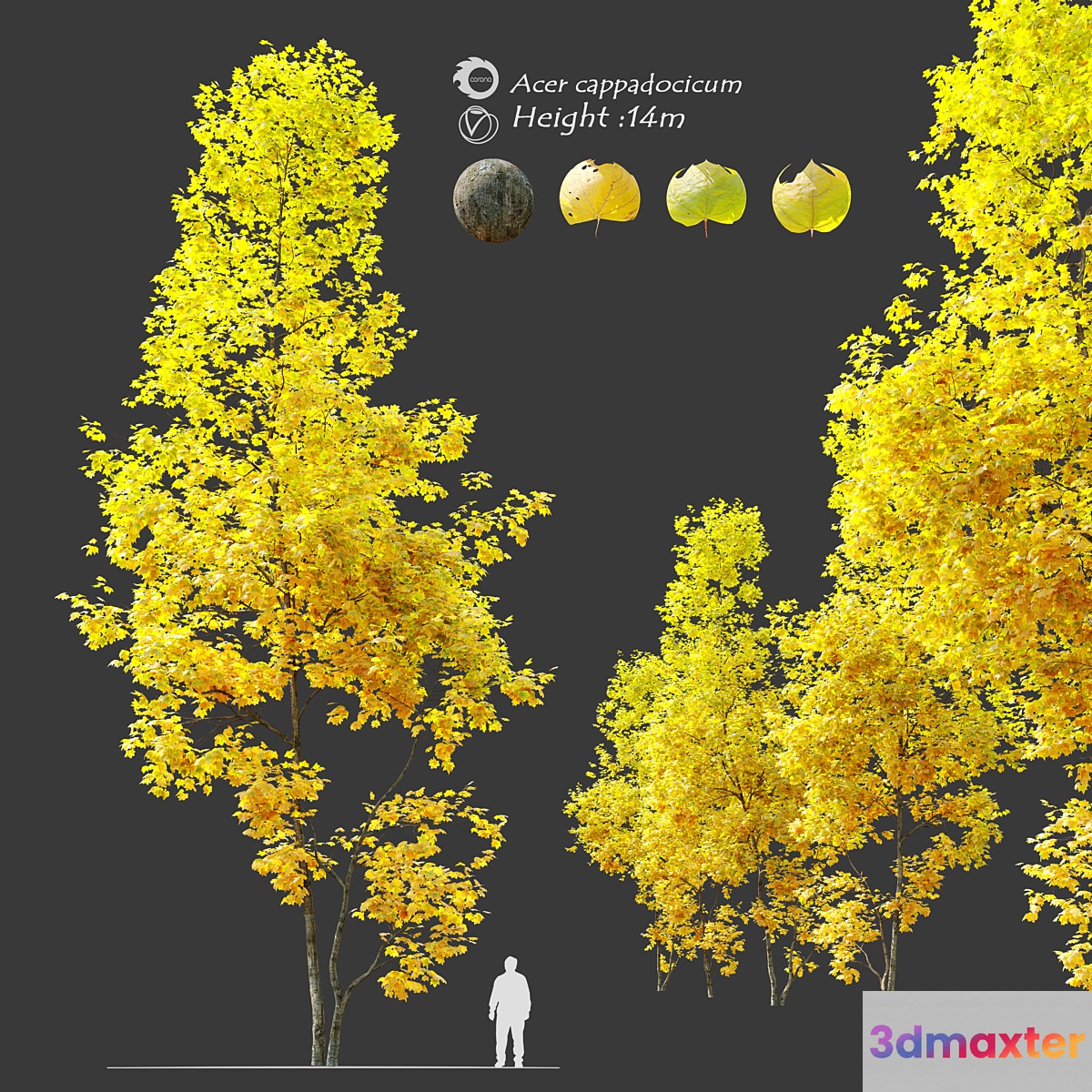 Autumn Acer cappadocicum (coliseum maple) 3D Max