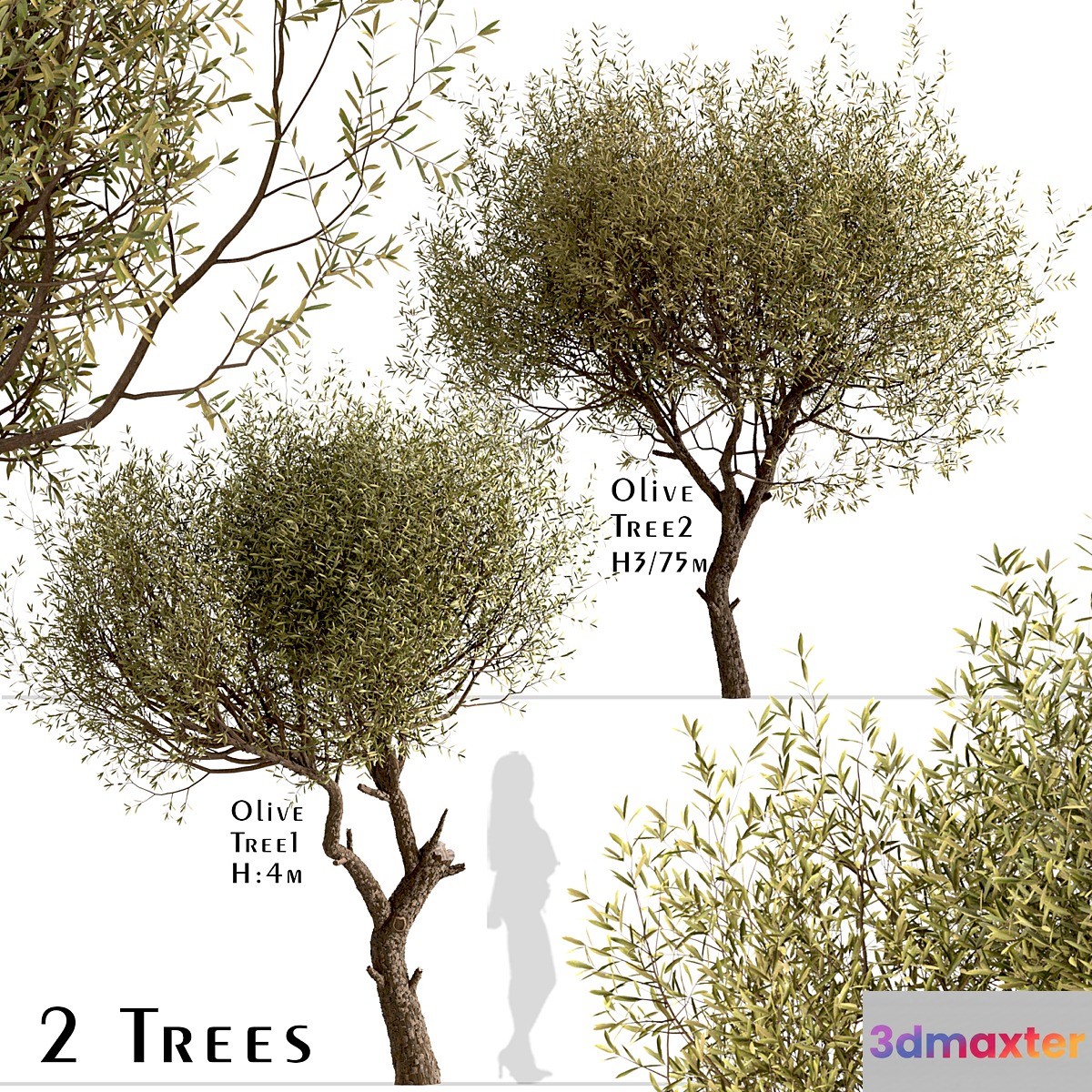 Set of Olive Trees (Olea Europaea) (2 Trees) 3D Max