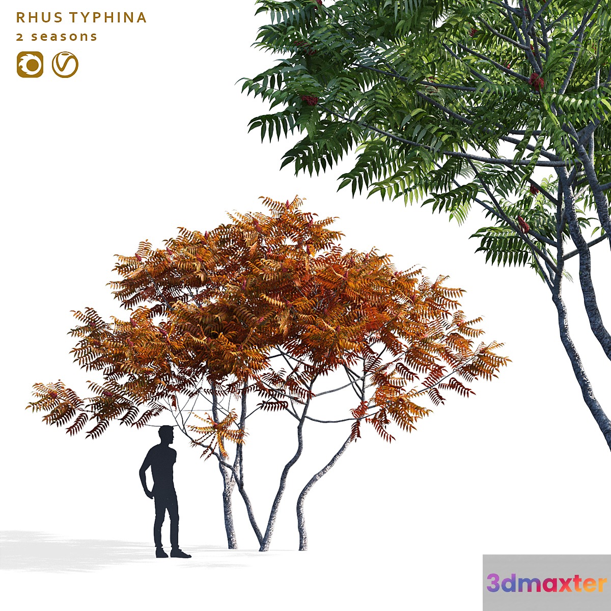 Deer-horned sumac | Rhus typhina 2 seasons 3D Max