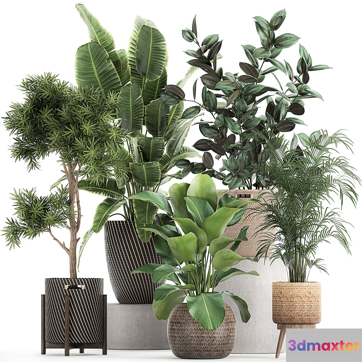 Collection of beautiful plants in baskets with tree palm banana Strelitzia Hovea ficus abidjan. Set 752.