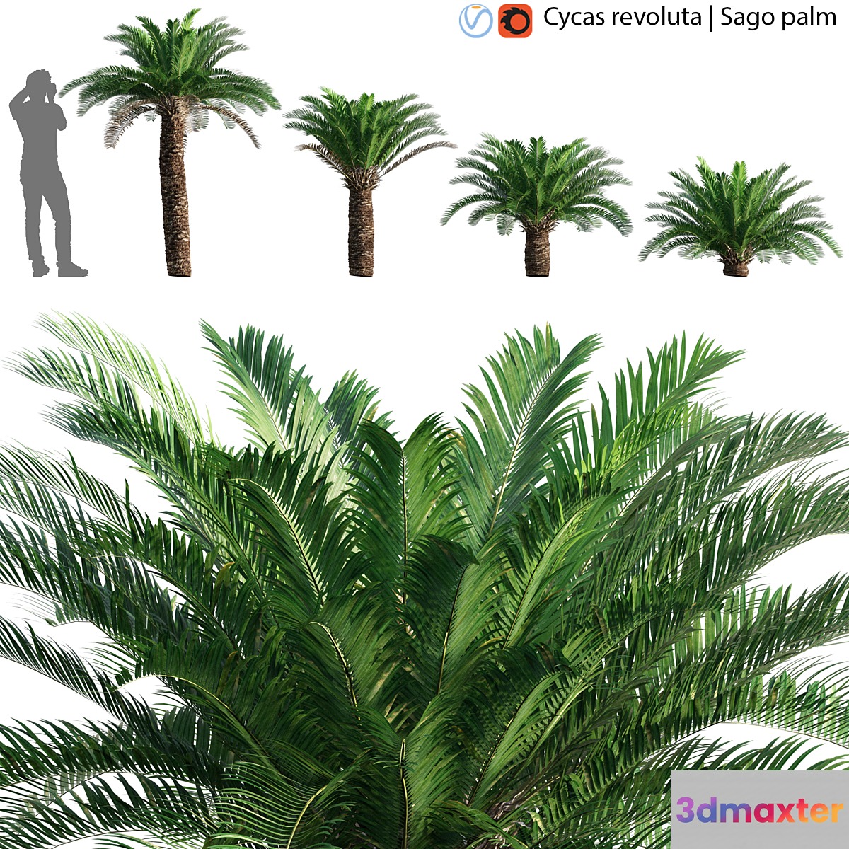 Cycas revoluta - Sago palm - 02 - No.2 3D Max