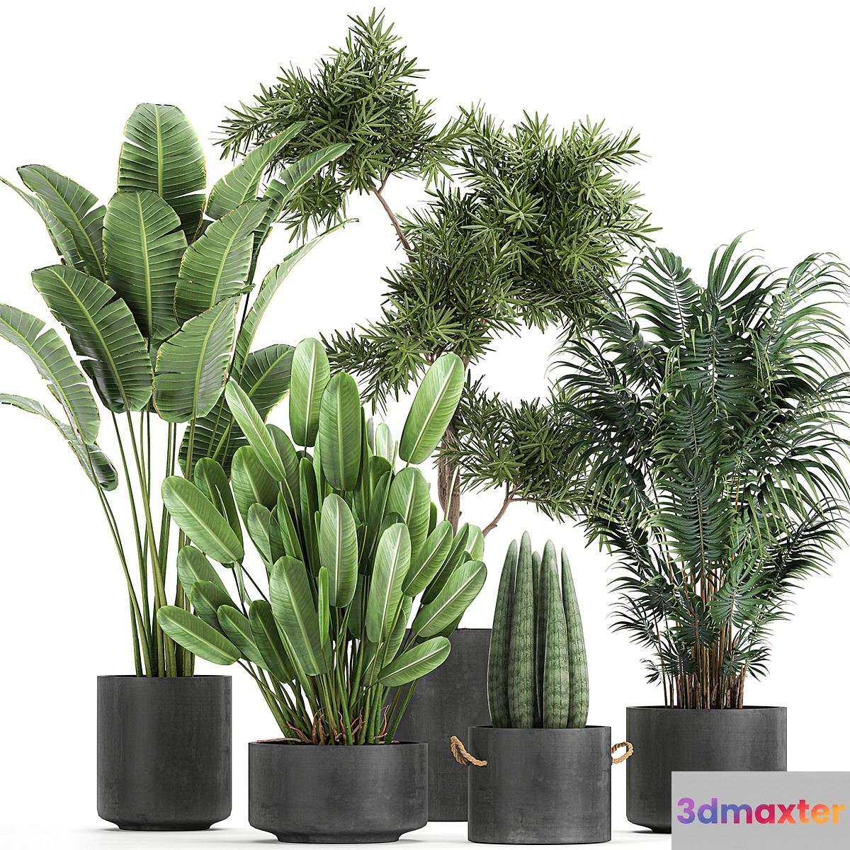 Collection of plants in concrete pots with Strelitzia palm Sansevieria. Set 754.