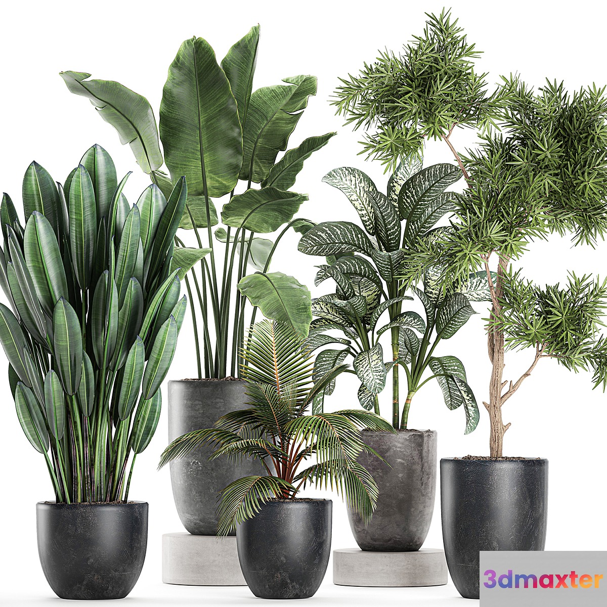 Collection of small plants in black pots with banana palm Dieffenbachia tree. Set 757. 3D Max
