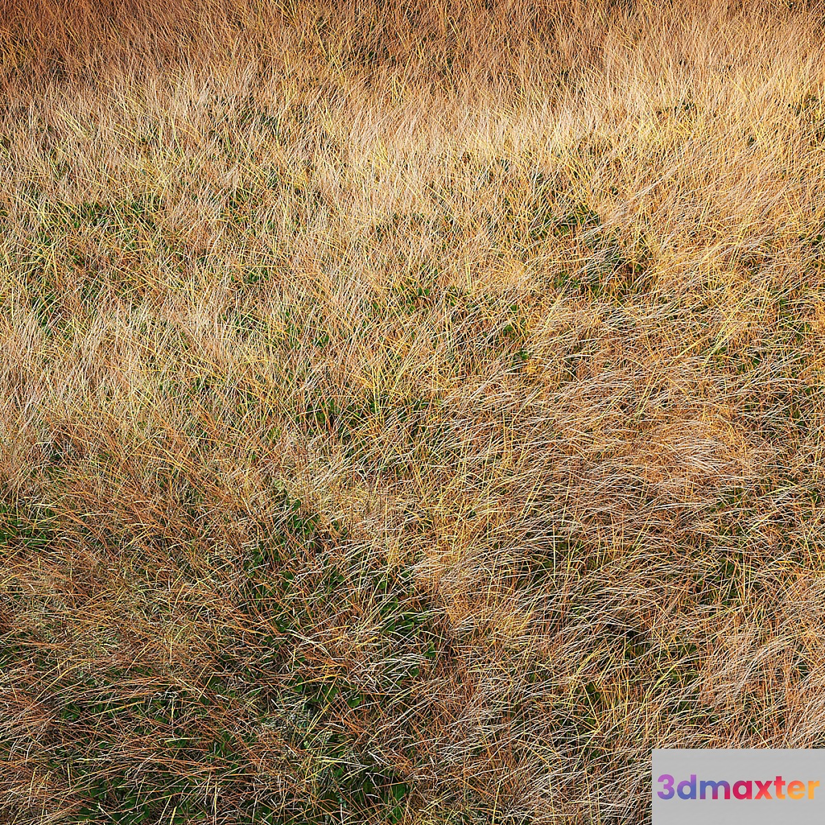 Autumn grass 3D Max