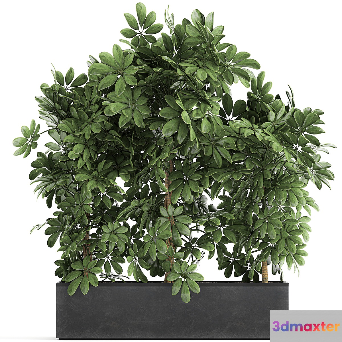 A beautiful lush shrub of an ornamental plant in a black Scheffler pot. Set 762. 3D Max