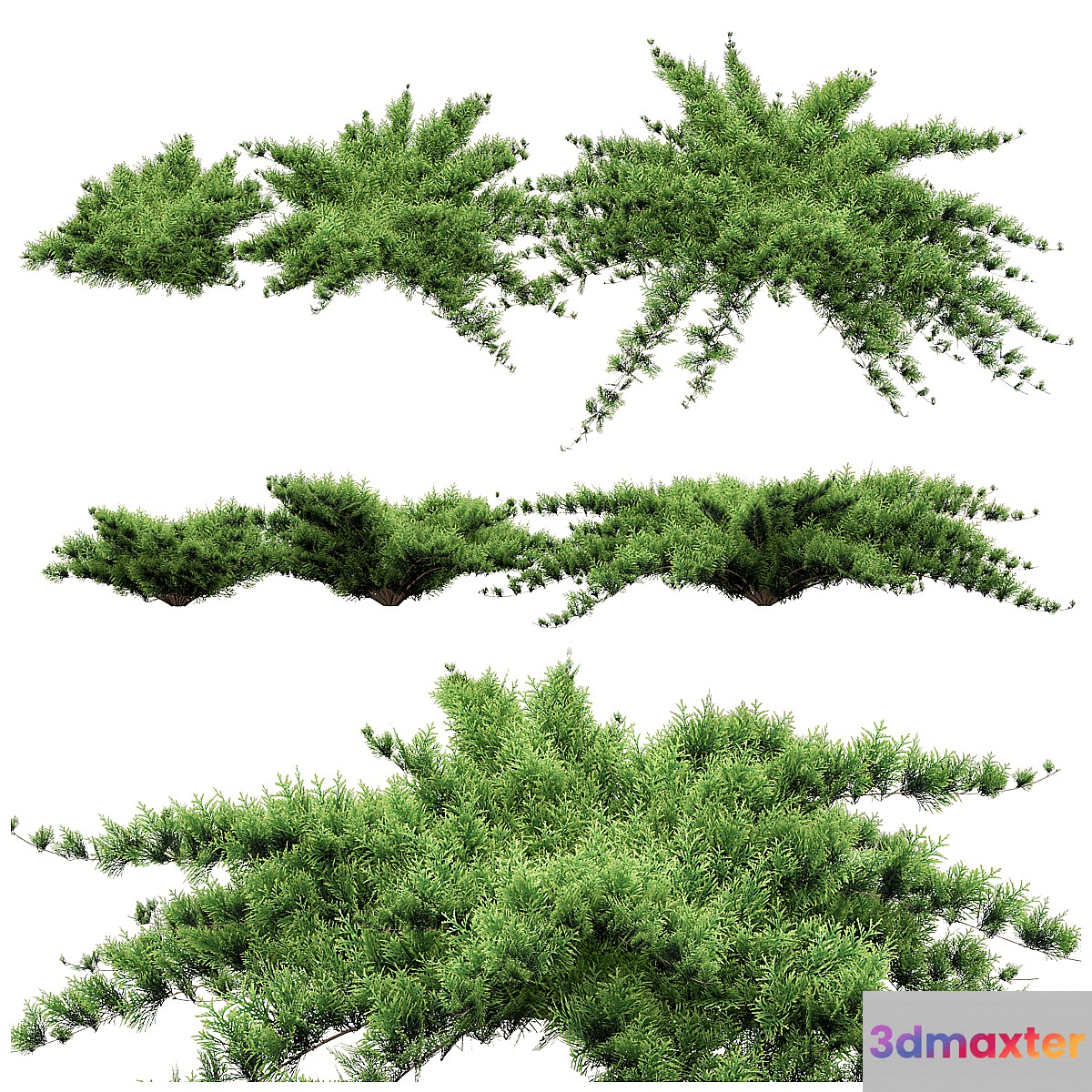 Juniper - No.2 3D Max